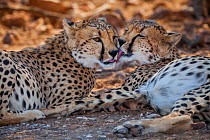 Cheetah (Acinonyx jubatus) siblings cleaning each other after feeding on a kill. Mashatu, Botswana, July.