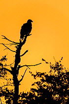 African fish eagle (Haliaeetus vocifer) perched on tree and silhouetted against the colourful morning sky. Mashatu, Botswana, July.