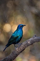 Greater blue eared starling (Lamprotornis chalybaeus) perched above a small stream. Mashatu, Botswana, July.