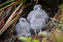 New Zealand Falcon chicks (Falco novaeseelandiae) at the nest. Nest made at the base of a native flax plant. Oreti River, Mossburn, Southland, South lsland, New Zealand, January