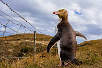 Yellow-eyed Penguin (Megadyptes antipodes) standing by a barbed wire stock fence. Katiki Point, Moeraki, Otago, South Island, New Zealand. January.