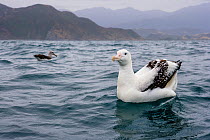 Gibson's Albatross (Diomedea antipodensis gibsoni) on water with the Kaikoura coastline in the background. South Island, New Zealand, February.