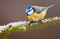 RF- Blue tit (Cyanistes caeruleus) perched on snowy Spruce tree (Picea abies) Southern Norway, February. (This image may be licensed either as rights managed or royalty free.)