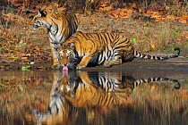 Bengal Tigers (Panthera tigris tigris) adult female drinking water, her juvenile cub beside her. Bandhavgarh National Park, India, April
