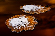 River ice formed on top of river boulders in the shape of lily pads. Hoar frost from surrounding trees has fallen onto the ice. Tangenelven River, Norway, January. (Taken with Blue'n'Gold polarising f...