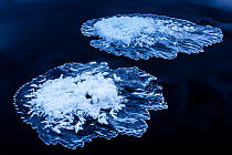 River ice formed on top of river boulders in the shape of lily pads. Hoar frost from surrounding trees has fallen onto the ice. Tangenelven River, Norway, January.