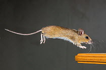 House mouse (Mus Musculus) jumping onto table. Southern Norway, January.