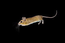 Jumping house mouse (Mus musculus) captured in mid jump, at night. Knapsatd, Norway, March.