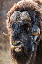 Male Muskox (Ovibos moschatus) portrait with tongue out. Dovrefjell National Park, Norway, May.