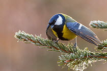 Great Tit (Parus major) perched on frost covered spruce branch with wings open in a show of aggression. Southern Norway, October.