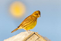 Yellowhammer (Emberiza citrinella) perched on snow covered letterbox with outside house, with light in background. Southern Norway, December.