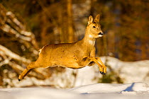 Roe deer (Capreolus capreolus) female leaping in snow, Southern Norway, March.