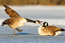 Canada geese (Branta canadensis) on frozen lake 'arguing', Southern Norway, March.