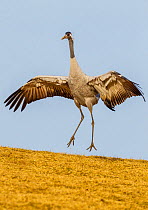 Common / Eurasian crane (Grus grus) displaying. Lake Hornborga, Sweden, April.
