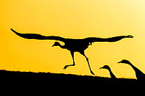 Common / Eurasian cranes (Grus grus) taking flight for roasting site, at sunset, silhouetted. Lake Hornborga, Sweden, April.