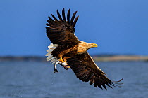 White-tailed sea eagle (Haliaeetus albicilla) in flight, with fish prey. Flatanger, Norway, May.