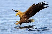 RF- White-tailed sea eagle (Haliaeetus albicilla) in flight, hunting for fish. Flatanger, Norway, May. (This image may be licensed either as rights managed or royalty free.)