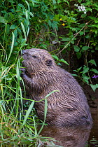 Young european beaver (Castor fiber) feeding on river bank vegeation. Southern Norway, June.