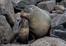 RF- New Zealand Fur Seal (Arctocephalus forsteri ) with pup, Sandfly Bay, Otago Peninsula, South Island, New Zealand, January. (This image may be licensed either as rights managed or royalty free.)