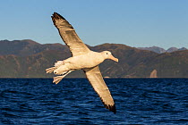 Gibson's Albatross (Diomedea antipodensis gibsoni) in flight, Kaikoura coastline in the background. Kaikoura, South Island, New Zealand, Januray.
