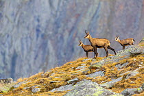 RF- Chamois (Rupicapra rupicapra) female with two kids standing on ridge. Lauson's Valley, Gran Paradiso National Park, Italy, September. (This image may be licensed either as rights managed or royalt...