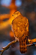 Female goshawk (Accipiter gentilis) perched on branch with the first rays of the rising sun illuminating it, portrait. Southern Norway, December.