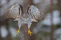 Female goshawk (Accipiter gentilis) in flight, just after taking off from perch. Southern Norway, January.