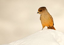 Siberian jay (Perisoreus infaustus) in snow, Finland, March. Bookplate from Danny Green's 'The Long Journey North'