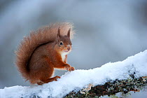Red squirrel (Sciurus vulgaris) on snow covered branch, Cairngorms, Scotland, January 2010. Bookplate from Danny Green's 'The Long Journey North'
