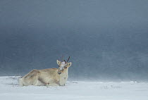 Young reindeer (Rangifer tarandus) in a snowstorm, Norway, March. Bookplate from Danny Green's 'The Long Journey North'