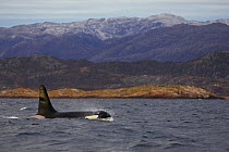 Killer whale (Orcinus orca) male in fjord to hunt the huge shoals of herring, Tysfjord, Norway, November. Bookplate from Danny Green's 'The Long Journey North'