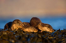 Otter (Lutra lutra) group on sea shore, Mull, Scotland, November. Bookplate from Danny Green's 'The Long Journey North'