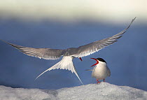Arctic tern (Sterna paradisaea), adult in flight courtship feeding on ice shelf, Svalbard, July. Bookplate from Danny Green's 'The Long Journey North'