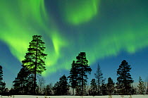 Aurora borealis above silhouetted trees, Northern Finland, March 2012. Bookplate from Danny Green's 'The Long Journey North'