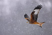 Red kite (Milvus milvus) in flight in the snow, Wales, February. Bookplate from Danny Green's 'The Long Journey North'