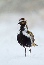 Golden plover (Pluvialis apricaria) in breeding plumage standing in the snow, Iceland, June. Bookplate from Danny Green's 'The Long Journey North'
