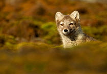 Arctic Fox (Vulpes lagopus) cub, Spitsbergen, Svalbard, July. Bookplate from Danny Green's 'The Long Journey North'