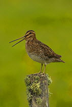 Snipe (Gallinago gallinago) male calling standing on a moss covered post, Lake Myvatn, Iceland, July. Bookplate from Danny Green's 'The Long Journey North'