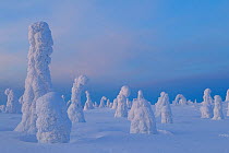 Ice encrusted trees, Northern Finland, February 2012. Bookplate from Danny Green's 'The Long Journey North'