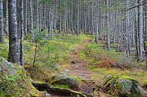 Appalachain Trail running through forest in Baxter State Park, Maine, USA. October 2012.