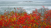 American Winterberry (Ilex verticillata) and the Atlantic ocean, Acadia National Park, Maine. November 2012.
