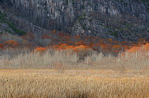 Freshwater marshland, Acadia National Park, Maine. Novemebr 2012