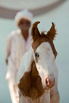 A newborn Kathiawari horse colt takes his first shaky steps, followed by his groom, Porbandar, Gujarat, India, December 2012