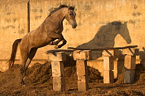 A two-year old Kathiawari horse filly free jumping, Porbandar, Gujarat, India. Sequence 1 out out of 8.