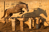 A two-year old Kathiawari horse filly free jumping,Porbandar, Gujarat, India. Sequence 2 out out of 8.