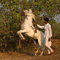 An equine trainer, in the traditional white Gujarati clothes, walks a Kathiawari horse mare on her hindlegs without strain, Porbandar, Gujarat, India, December 2012. No release available.