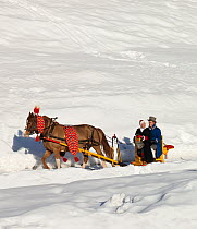 During the annual Schlitteda, an ancient tradition, young couples drive their Franches-Montagnes (Freiberger) horse through the Engadin valley, in the Grisons ( Graubunden), near Saint Moritz, in Swit...