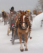 During the annual Schlitteda, an ancient tradition, couples drive their Franches-Montagnes (Freiberger) horse through the Engadin valley, in the Grisons (Graubunden), near Saint Moritz, in Switzerland...