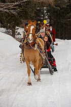During the annual Schlitteda, an ancient tradition, couples drive their Franches-Montagnes (Freiberger) horse through the Engadin valley, in the Grisons ( Graubunden), near Saint Moritz, in Switzerlan...