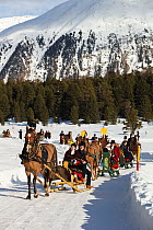 During the annual Schlitteda, an ancient tradition, couples drive their Franches-Montagnes (Freiberger) horse through the Engadin valley, in the Grisons (Graubunden), near Saint Moritz, in Switzerland...